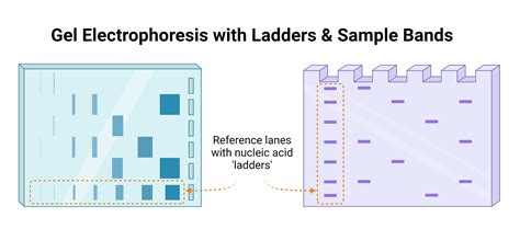 8.3: Electrophoresis .
